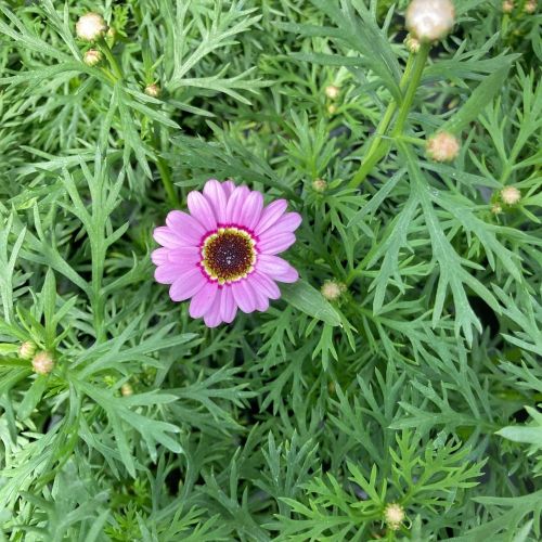 Anthemis Molimba M Pink
