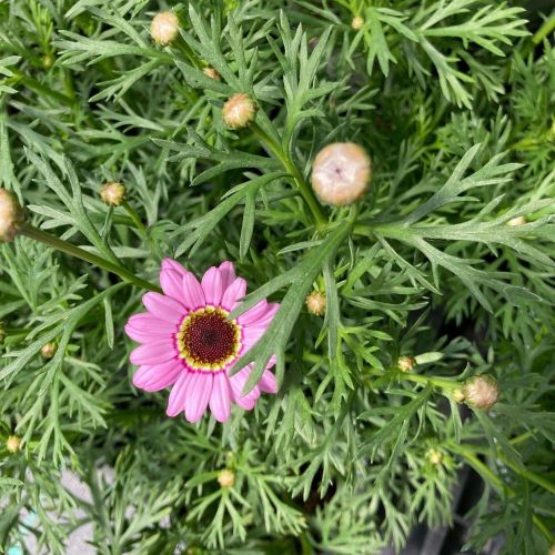 Anthemis Molimba M Pink
