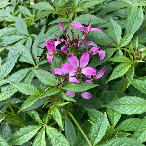 Cleome Clio Magenta