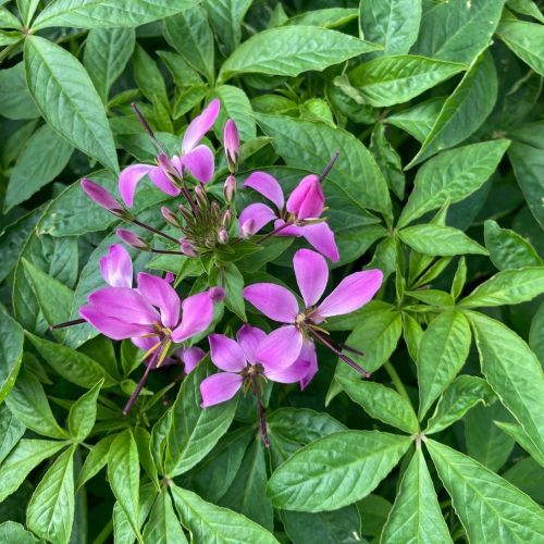 Cleome Clio Magenta