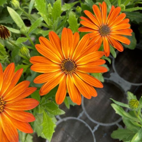 Osteopermum Astra Orange Sunrise