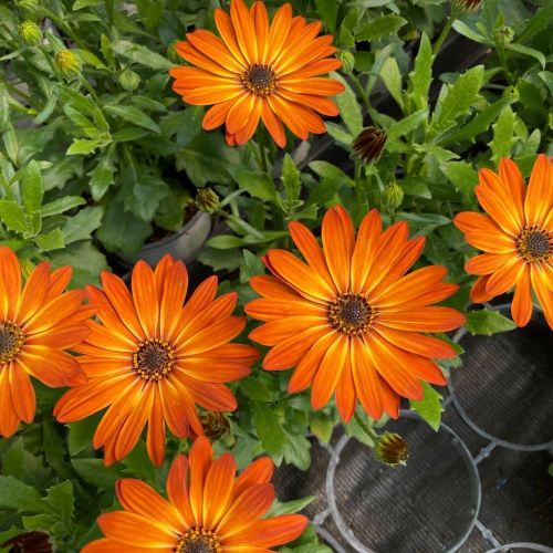 Osteopermum Astra Orange Sunrise
