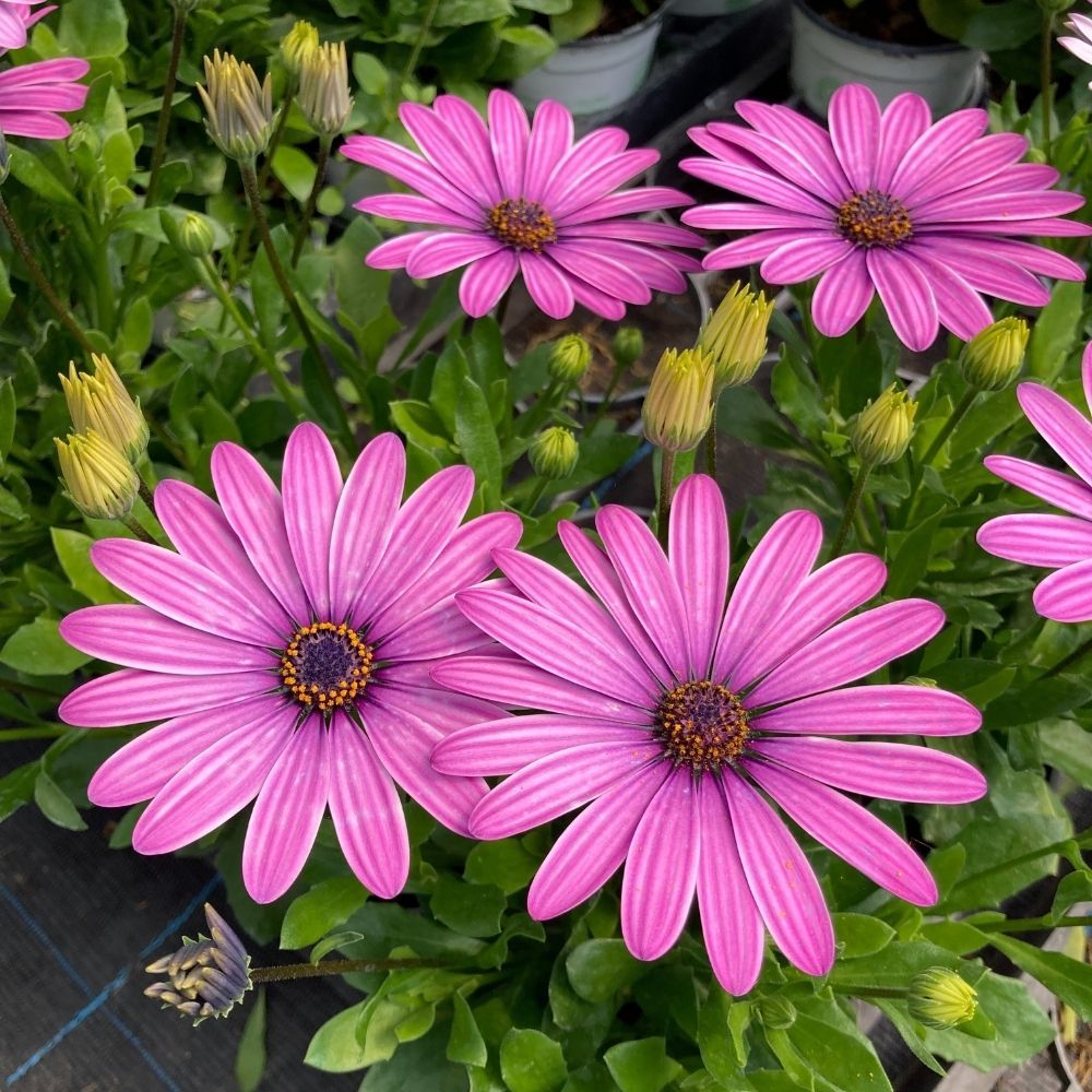 Osteospernum Flower Power Purple 12