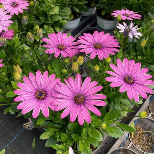 Osteospernum Flower Power Purple 12
