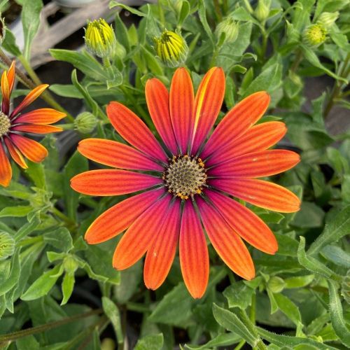 Osteospermum Astra Outback Purple
