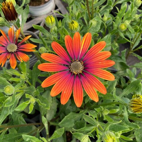 Osteospermum Astra Outback Purple