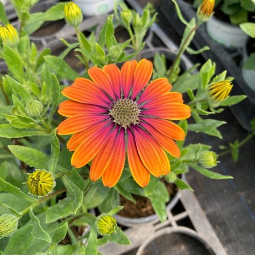 Osteospermum Astra Outback Purple