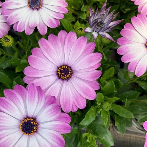 Osteospermum Gelato Candy White