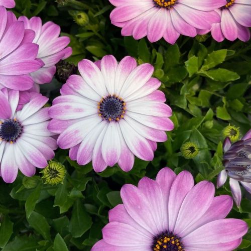 Osteospermum Gelato Candy White