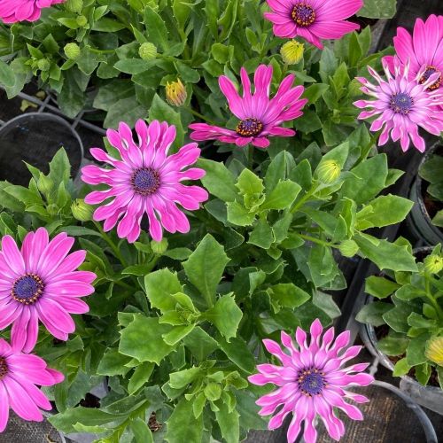 Osteopermum Astra Pink Spoon
