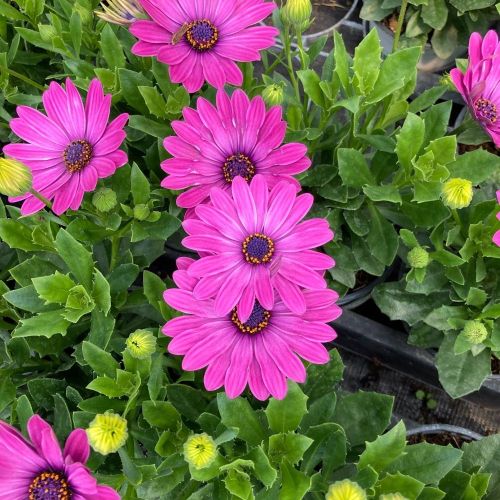 Osteopermum Astra Pink Spoon