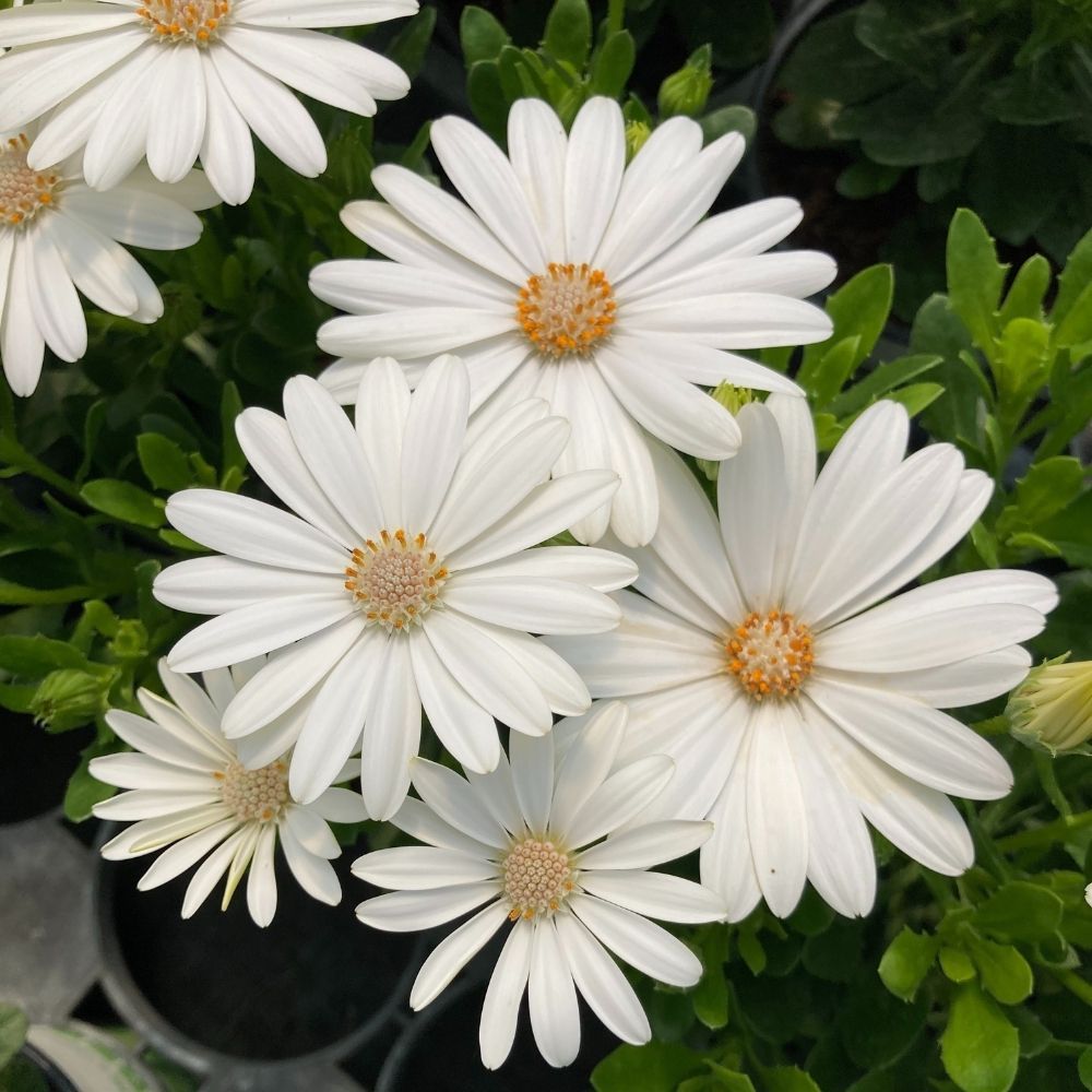 Osteospermum Voltage White
