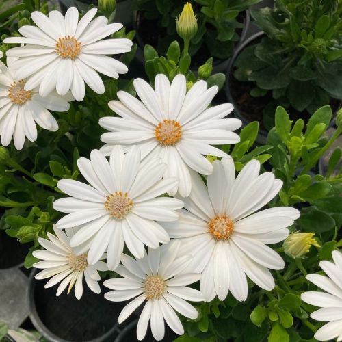 Osteospermum Voltage White