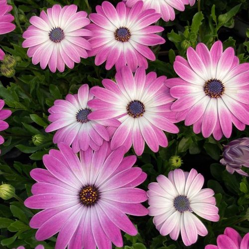 Osteospermum Gelato Candy