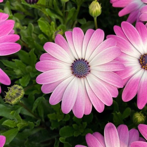 Osteospermum Gelato Candy