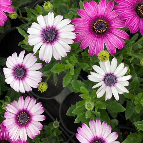 Osteospermum Astra Rose Eye