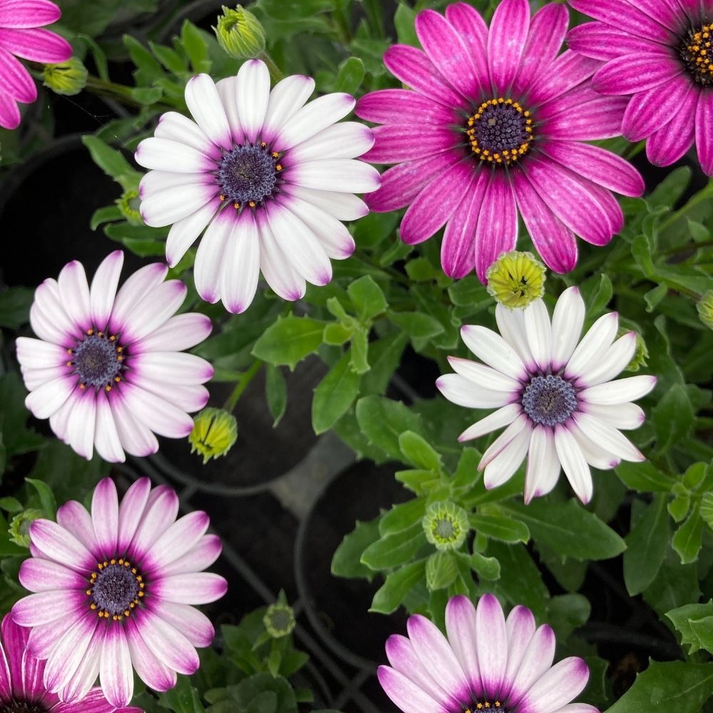 Osteospermum Astra Rose Eye