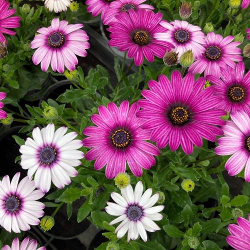 Osteospermum Astra Rose Eye