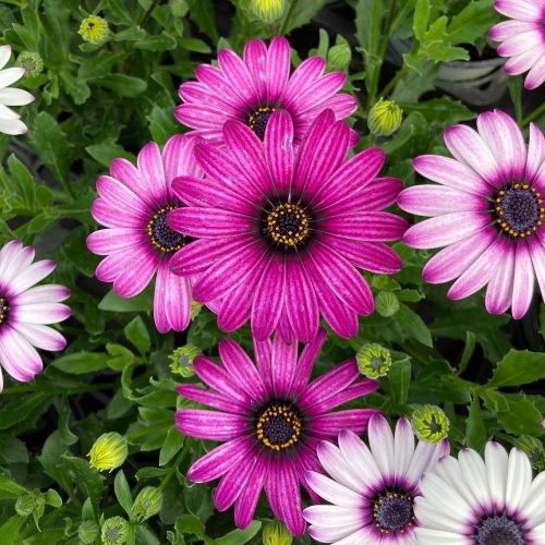 Osteospermum Astra Rose Eye