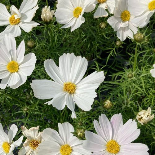Cosmos Cantale White
