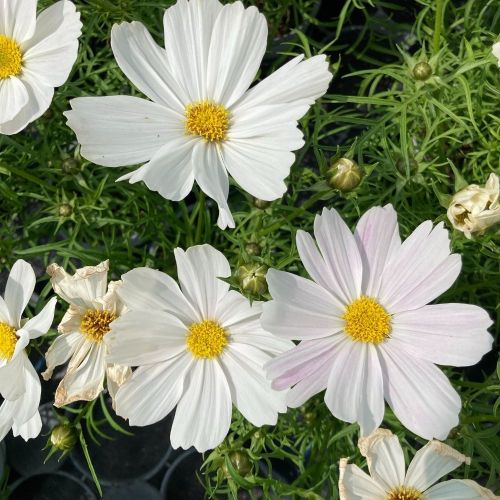 Cosmos Cantale White