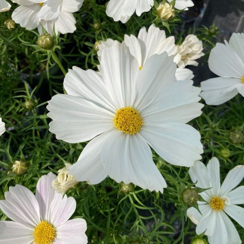 Cosmos Cantale White