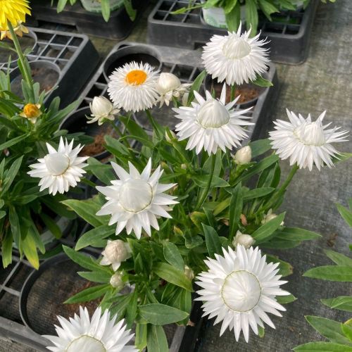 Bracteantha Dreamtime Jumbo Blanche