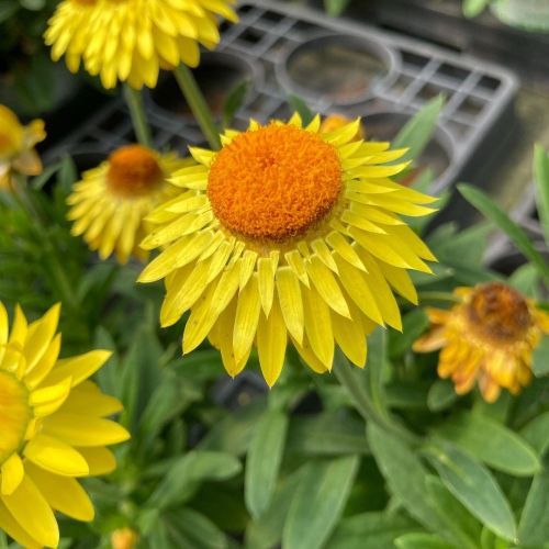 Bracteantha immortelle dreamtime jumbo jaune