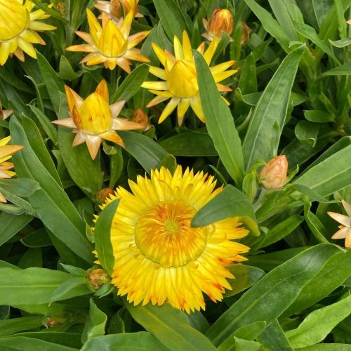 Bracteantha immortelle dreamtime jumbo jaune
