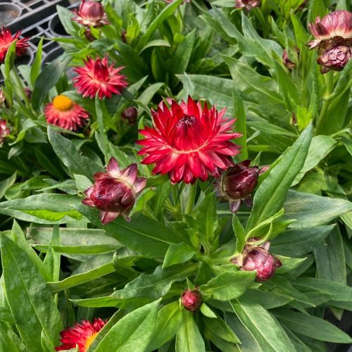 Bracteantha (Immortelle) Dreamtime Jumbo Red