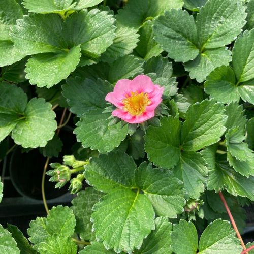 Fraisier Pink Marathon