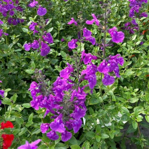 Sauge Vivace Salvia Microphylla Salvinio Lilac