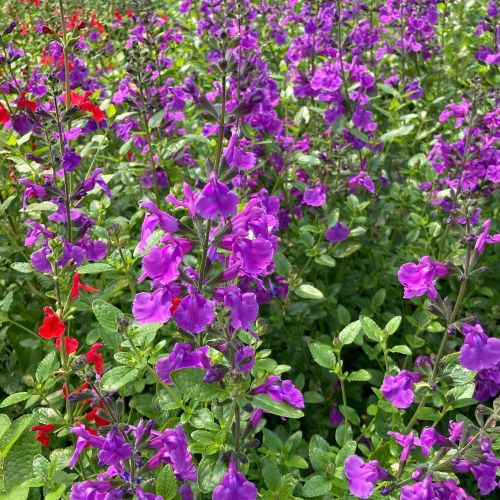 Sauge Vivace Salvia Microphylla Salvinio Lilac