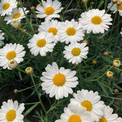 Marguerite Leucanthenum White Mountain
