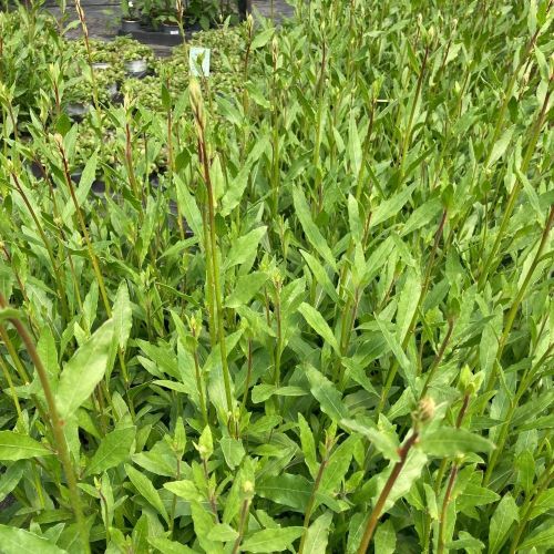 Gaura Lindheimeri Geyser Blanc
