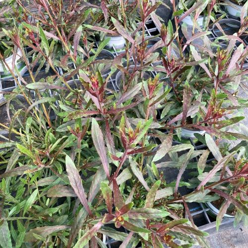 Gaura Lindheimeri Geyser Pink Gaudros