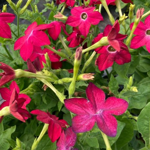 Tabac Nicotiana Rouge