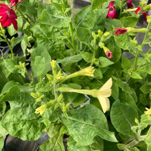 Tabac Nicotiana Blanc