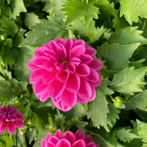 Dahlia Aperto Blush
