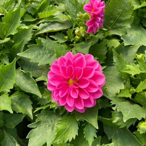 Dahlia Aperto Blush