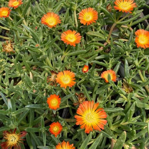 Ficoide Delosperma Lido Orange With Eye
