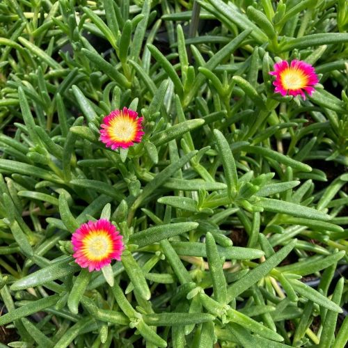 Ficoide Delosperma Lido Orange With Eye