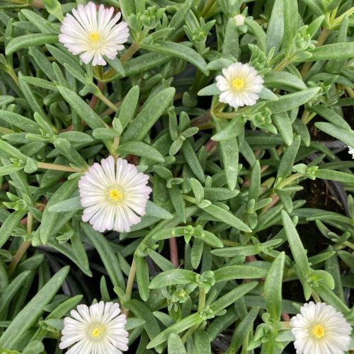 Ficoide Delosperma Lido White