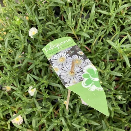 Ficoide Delosperma Lido White