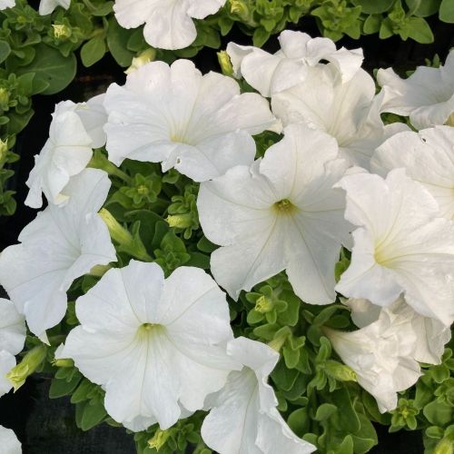 Petunia Droit Granada Pacta Parade White
