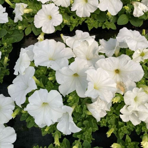 Petunia Droit Granada Pacta Parade White