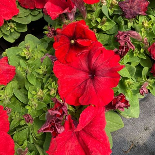 Petunia Droit Granada Pacta Parade Red