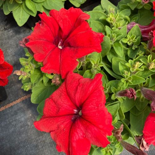 Petunia Droit Granada Pacta Parade Red