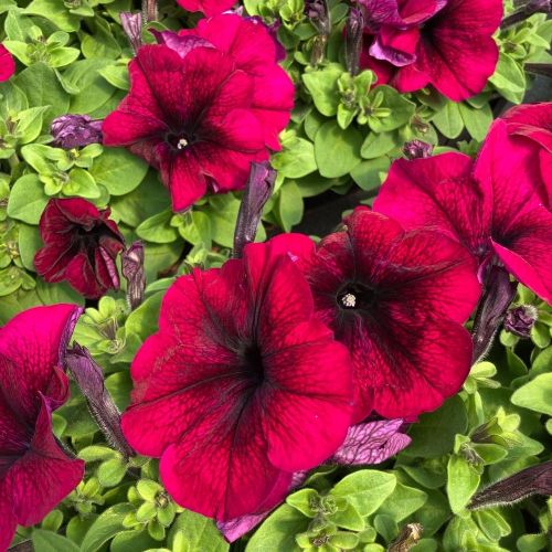 Petunia Droit Granada Pacta Parade Burgundy