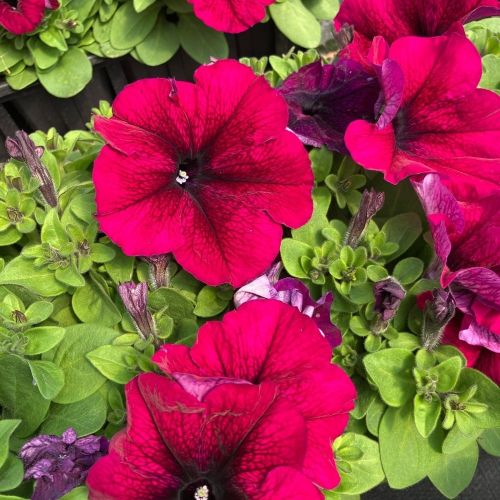 Petunia Droit Granada Pacta Parade Burgundy
